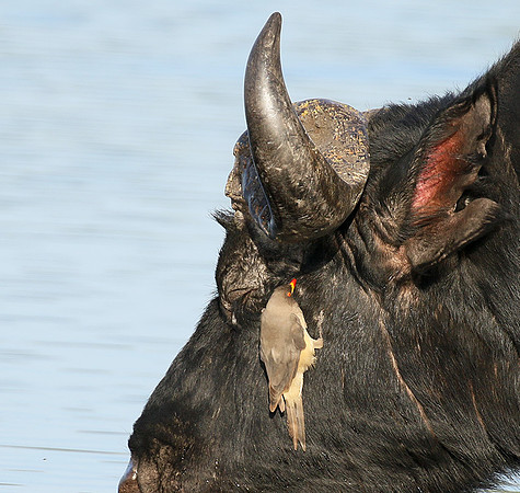 Buffalo and oxpecker - Abu Private concession