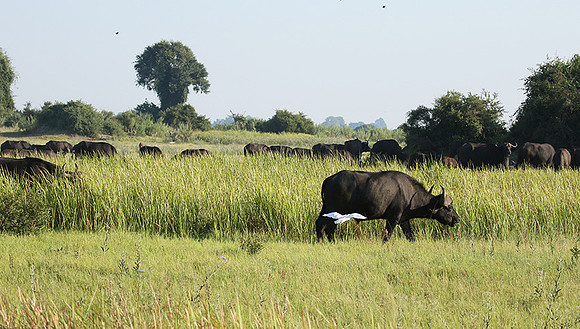 Buffalos at Duba Plains