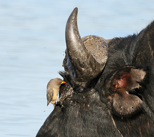 Buffalo and oxpecker - Abu Private concession