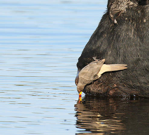Buffalo and yellow-billed oxpecker
