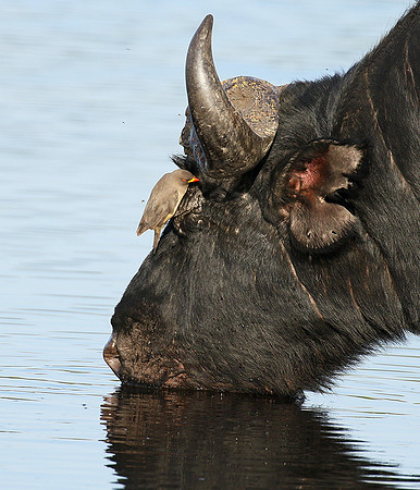 Buffalo and oxpecker - Abu Private concession