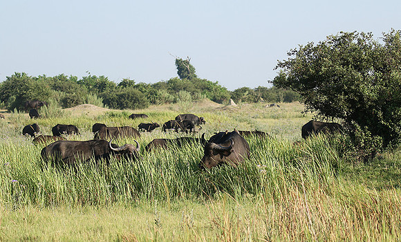 Buffalos at Duba Plains