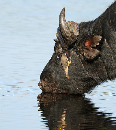 Buffalo and oxpecker - Abu Private concession