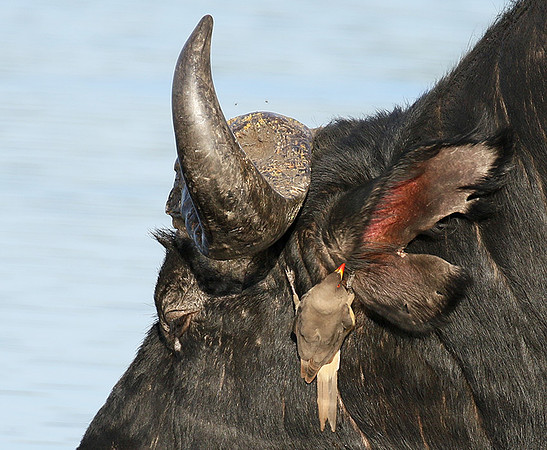 Buffalo and oxpecker - Abu Private concession