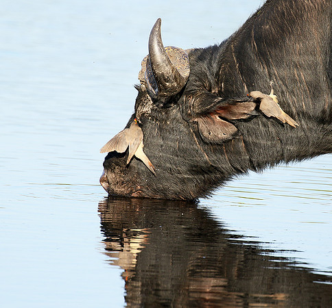 Buffalo and oxpecker - Abu Private concession