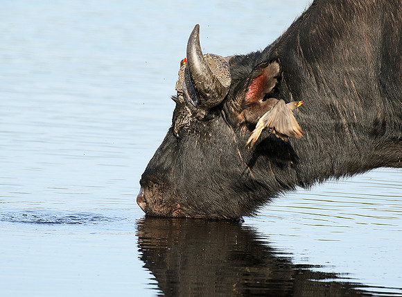 Buffalo and oxpecker - Abu Private concession