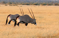Central Kalahari