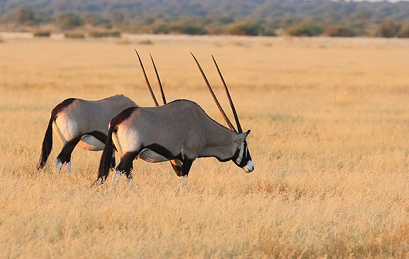 Central Kalahari