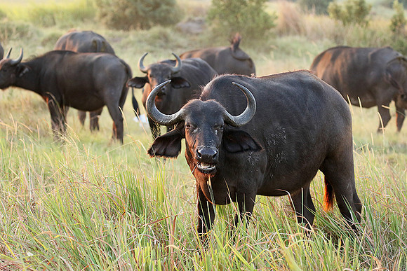 Buffalos at Duba Plains