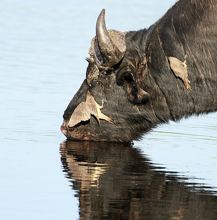 Buffalo and oxpecker - Abu Private concession