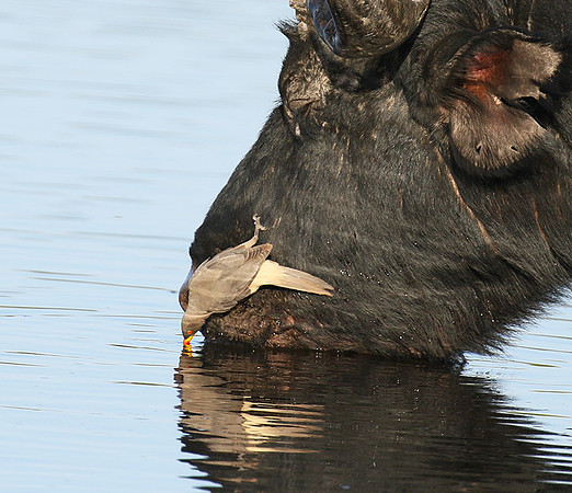 Buffalo and yellow-billed oxpecker