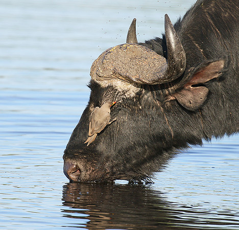 Buffalo and yellow-billed oxpecker