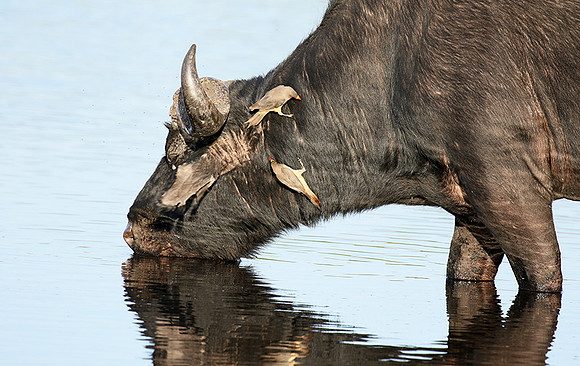 Buffalo and oxpecker - Abu Private concession