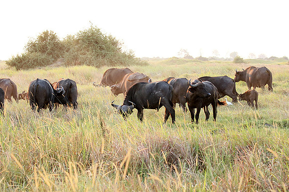 Buffalos at Duba Plains