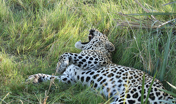 Leopard Moemedi - Delta of Okavango