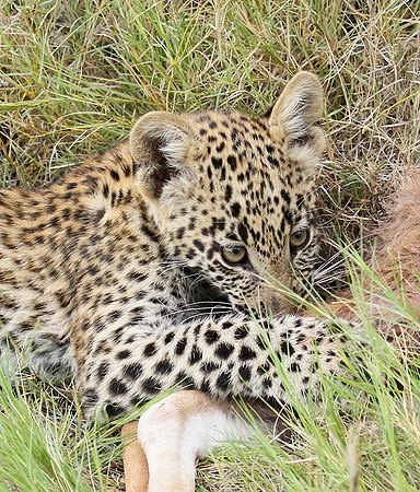 Delta of Okavango
