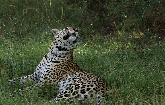 Leopard Moemedi - Delta of Okavango