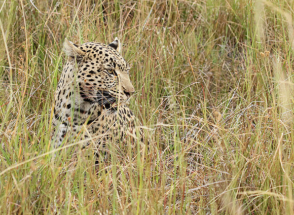 Delta of Okavango