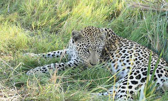 Leopard Moemedi - Delta of Okavango