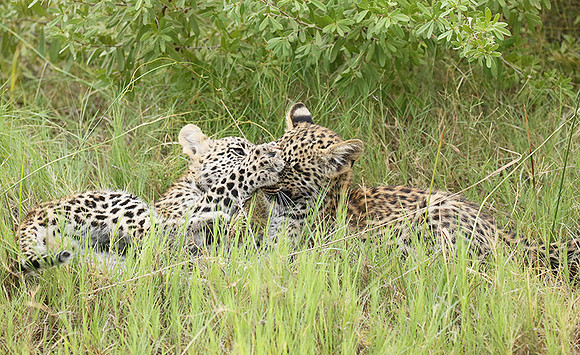 Delta of Okavango