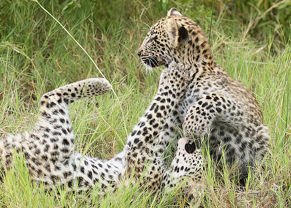 Delta of Okavango