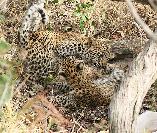 Delta of Okavango