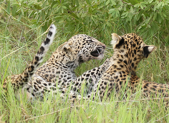 Delta of Okavango