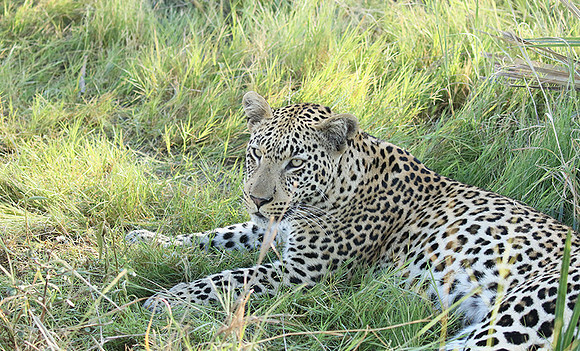 Leopard Moemedi - Delta of Okavango