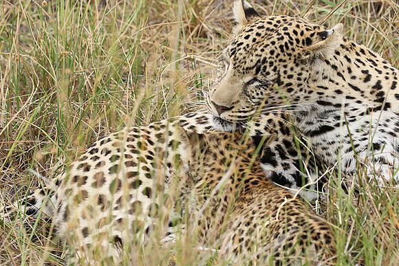 Delta of Okavango