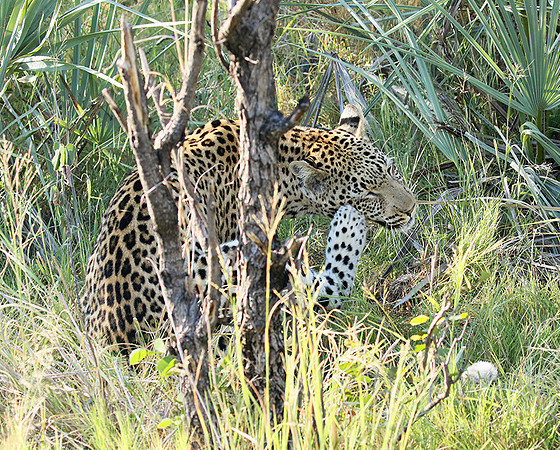 Leopard Moemedi - Delta of Okavango