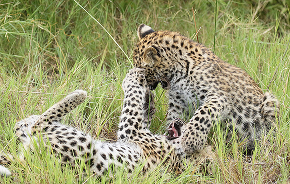 Delta of Okavango
