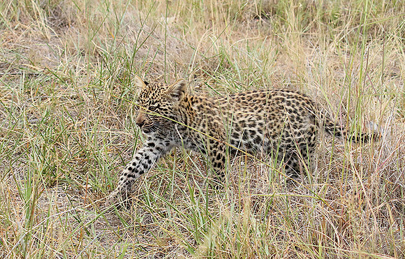 Delta of Okavango