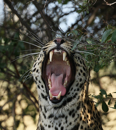 Leopard Moemedi - Delta of Okavango