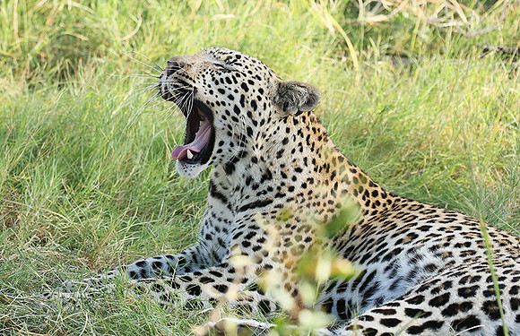 Leopard Moemedi - Delta of Okavango