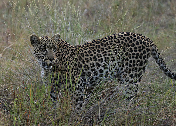 Delta of Okavango