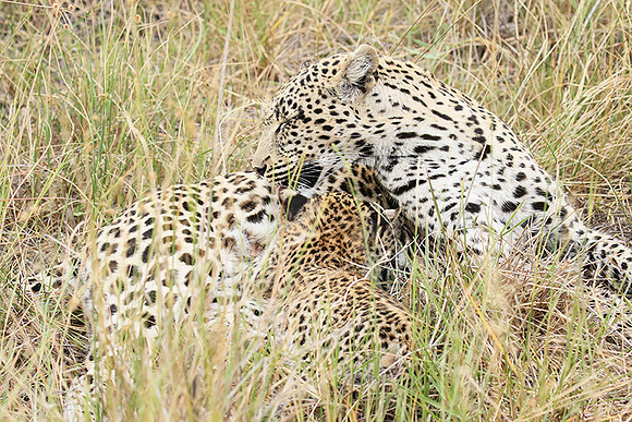 Delta of Okavango