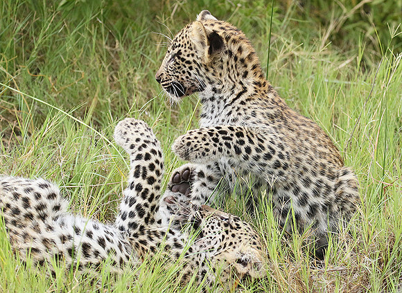 Delta of Okavango