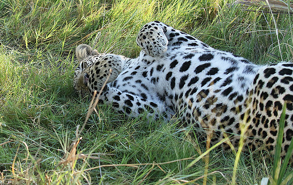 Leopard Moemedi - Delta of Okavango