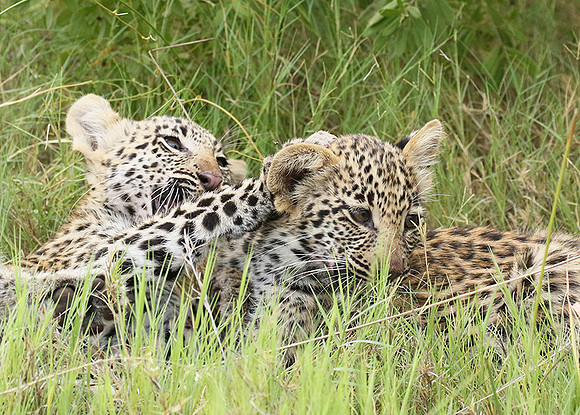 Delta of Okavango