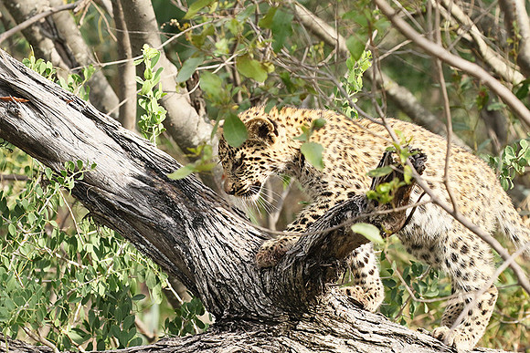 Delta of Okavango