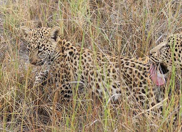 Delta of Okavango