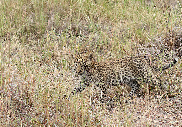 Delta of Okavango