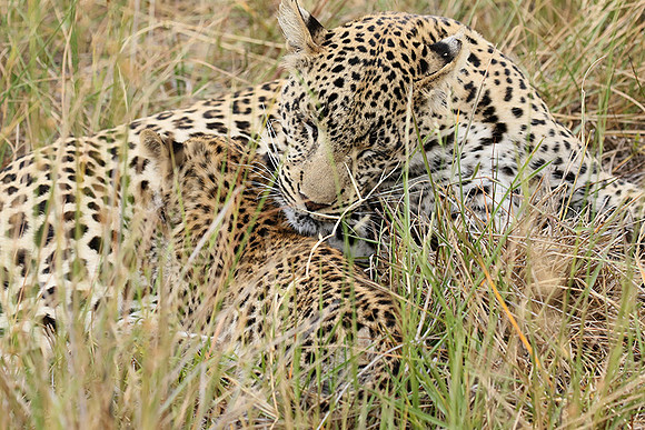 Delta of Okavango
