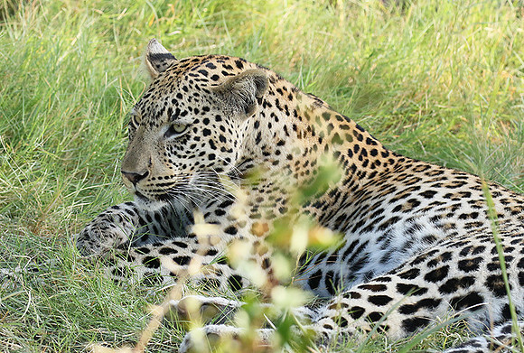 Leopard Moemedi - Delta of Okavango
