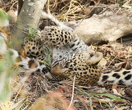 Delta of Okavango