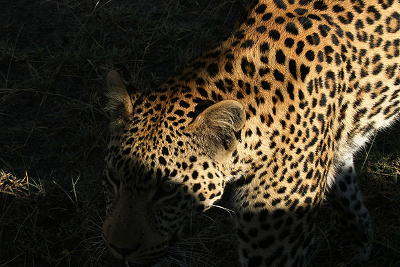 Leopard Moemedi - Delta of Okavango