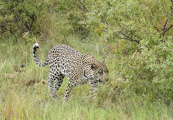 Delta of Okavango