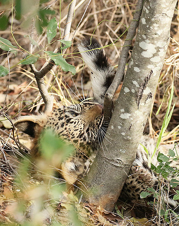 Delta of Okavango