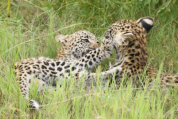 Delta of Okavango