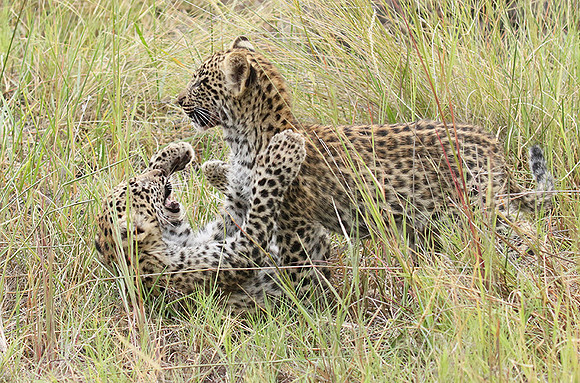 Delta of Okavango